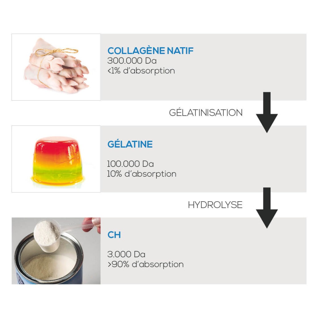 Hydrolysation du collagène processus d'élaboration COLPROPUR